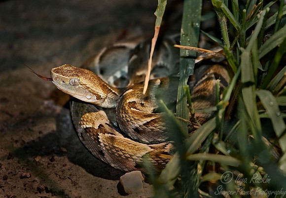 033_Fer-de-lance_Pantanal_Brazil