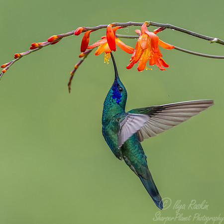 477 Sparkling violetear (Colibri coruscans) - Colombia cloud forest