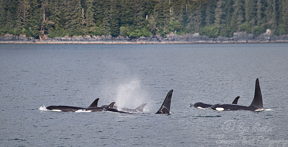 091 Killer whale (Orcinus orca) - AK