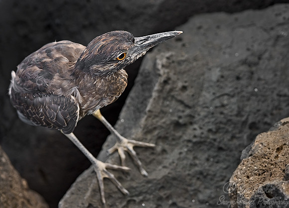 022_Lava Heron_Galapagos