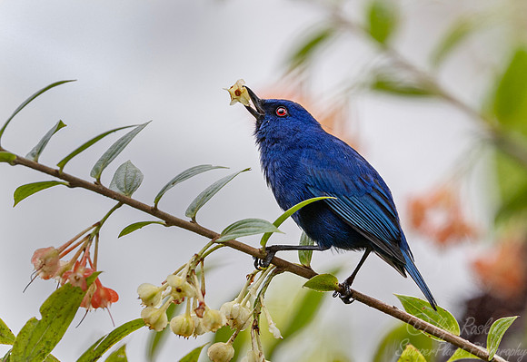 698 Indigo flowerpiercer (Diglossa indigotica) - Ecuador