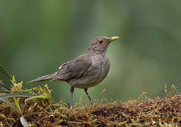 652 Ecuadorian thrush (Turdus maculirostris) - Ecuador