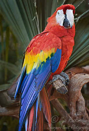 001 Scarlet Macaw - FL