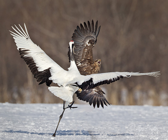 129 White-tailed Eagle (Haliaeetus albicilla) and - Red-crowned Crane (Grus japonensis) - Hokkaido Japan