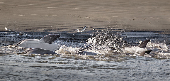 073 Common Bottlenose Dolphins (Tursiops truncatus) strand feeding - SC