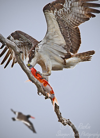 043 Osprey with koi fish - NJ