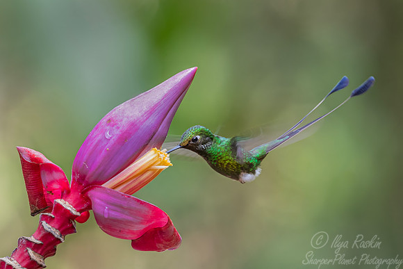 465 White-booted racket-tail male (Ocreatus underwoodii) - Colombia cloud forest