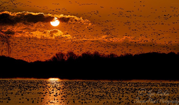 282 Snow geese (Anser caerulescens) - PA