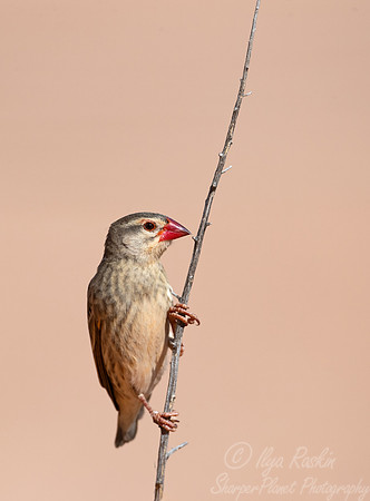 159 Red-billed quelea (Quelea quelea) - Kgalagadi Transfrontier Park SA