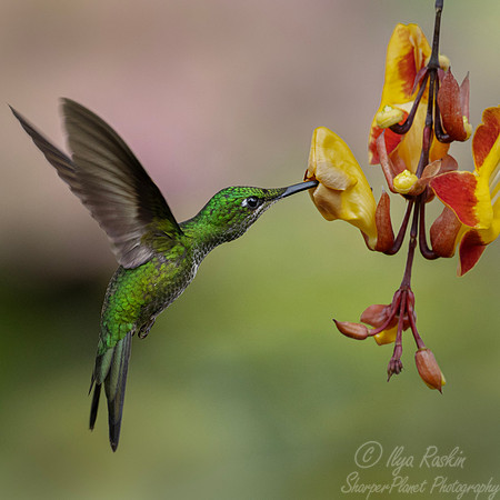 535 Green-crowned brilliant female (Heliodoxa jacula) - Ecuador