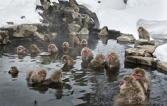 039 Japanese macaques (Snow monkeys)(Macaca fuscata) - Nagano Japan