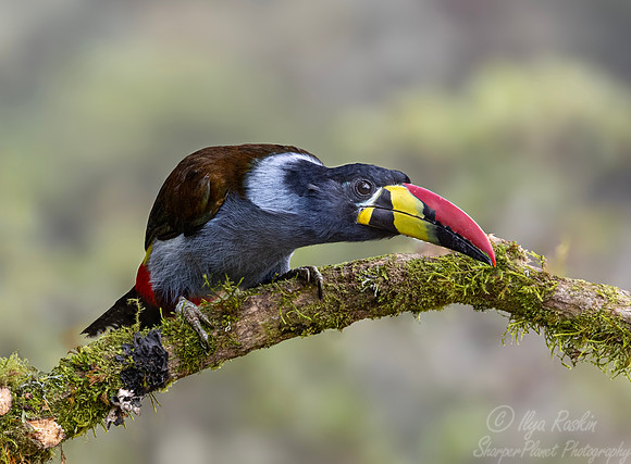 604 Grey-breasted mountain toucan (Andigena hypoglauca) - Colombia cloud forest