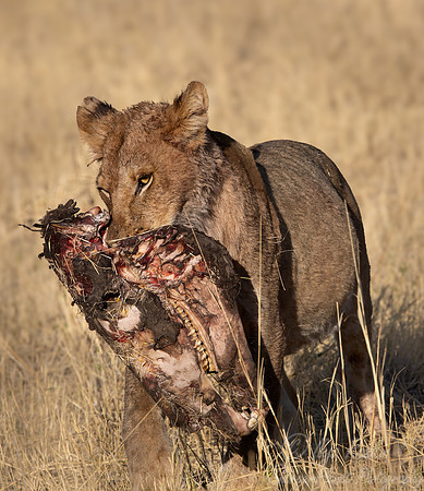 228 Lion (Panthera leo) - Botswana