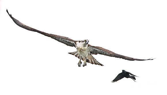 049 Osprey - NJ