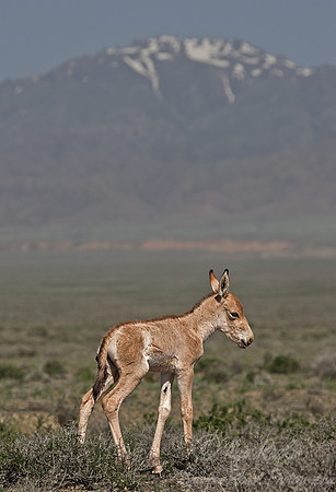 026_Newbron Onager_ Wild Asian Ass_Altyn-Emel_Kazakhstan