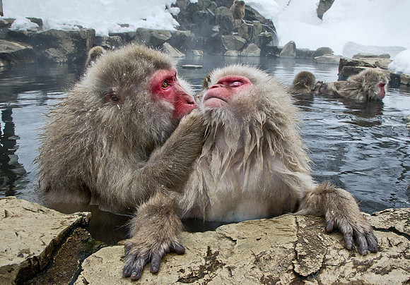 034 Japanese macaques (Snow monkeys)(Macaca fuscata) - Nagano Japan