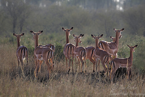 096 Impalas (Aepyceros melampus) Masai Mara Kenya