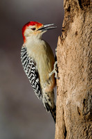 2014 Best Backyard Birds