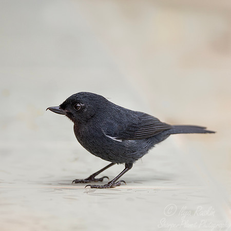 751 Glossy flowerpiercer (Diglossa lafresnayii) - Ecuador