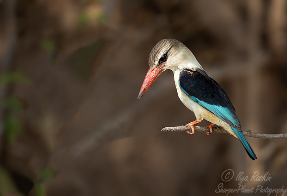 199 Brown-hooded kingfisher (Halcyon albiventris) - Botswana