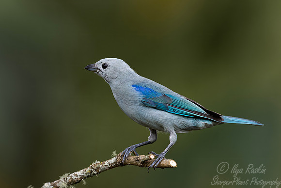 558 Blue-gray tanager (Thraupis episcopus) - Colombia cloud forest