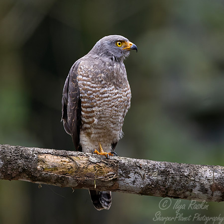 421 Roadside hawk (Rupornis magnirostris) - Ecuador
