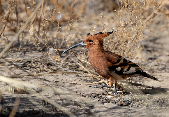 184 African hoopoe (Upupa africana) - Kgalagadi Transfrontier Park SA