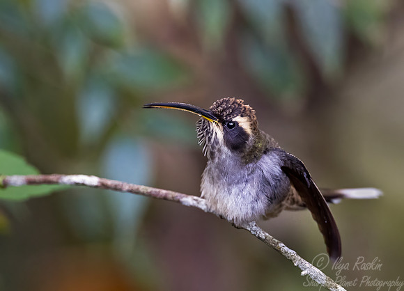 427 Scale-throated hermit (Phaethornis eurynome - Brazil Atlantic forest
