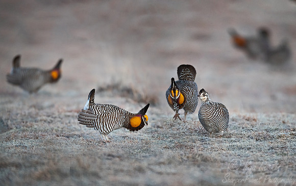 031 Greater prairie chicken (Tympanuchus cupido) - CO