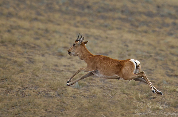 107 Mongolian gazelle (Procapra gutturosa) - Mongolia