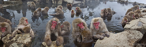 029 Japanese macaques (Snow monkeys)(Macaca fuscata) - Nagano Japan