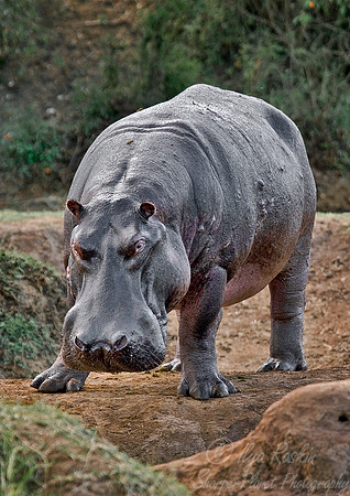 077_Hippopotamus_Kenya
