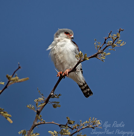 345 Pygmy falcon (Polihierax semitorquatus) - Kagalagadi Transfrontier Park SA