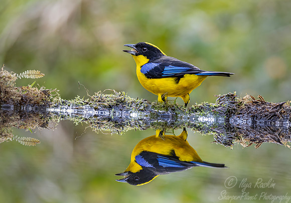 659 Blue-winged mountain tanager - Ecuador(Anisognathus somptuosus)