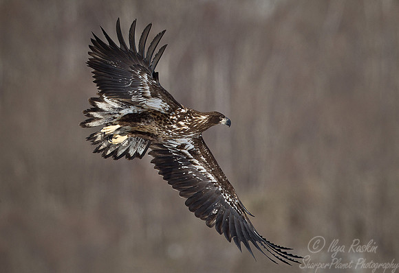 123 White-tailed Eagle (Haliaeetus albicilla) - Hokkaido Japan