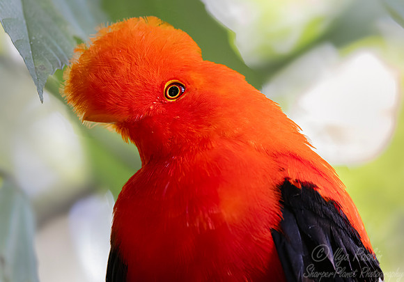 609 Andean cock-of-the-rock (Rupicola peruvianus) - Colombia cloud forest