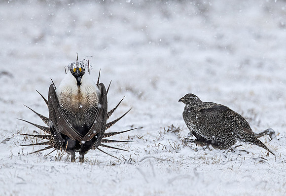 055 Greater sage-grouse (Centrocercus urophasianus) - CO