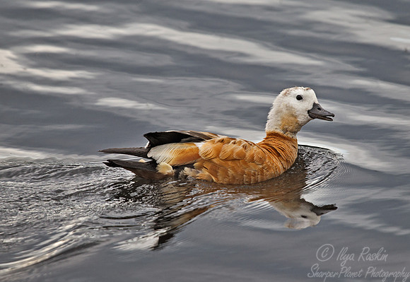 071 Ruddy Shelduck (Tadorna ferruginea) - Mongolia