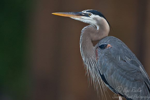007_Great Blue Heron (Ardea herodias)_VA