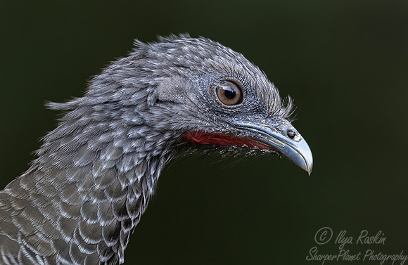 620 Andean guan (Penelope montagnii) - Colombia cloud forest