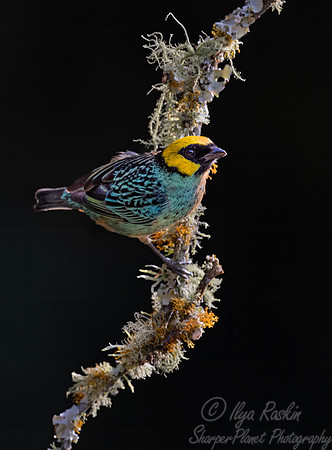 551 Saffron-crowned tanager (Tangara xanthocephala) - Colombia cloud forest