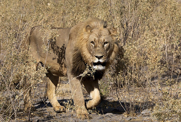 232 Lion (Panthera leo) - Botswana