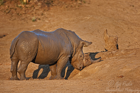 043_White Rhinoceros (Ceratotherium simum)_Madikwe_S Africa