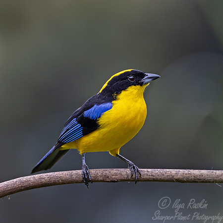 649 Blue-winged mountain tanager (Anisognathus somptuosus) - Ecuador