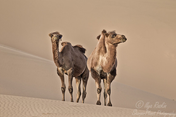 099 Bactrian camels (Camelus bactrianus) - Mongolia