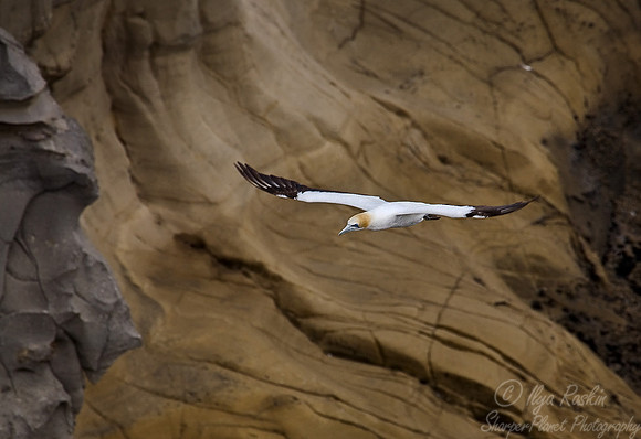 029 Gannet - New Zealand