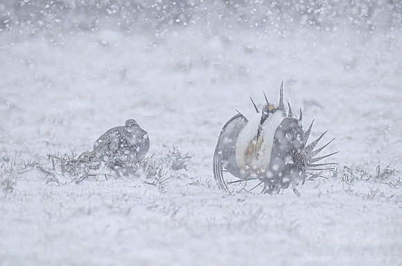 057 Greater sage-grouse (Centrocercus urophasianus) - CO