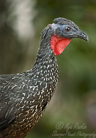 012 Bearded Guan - Ecuador
