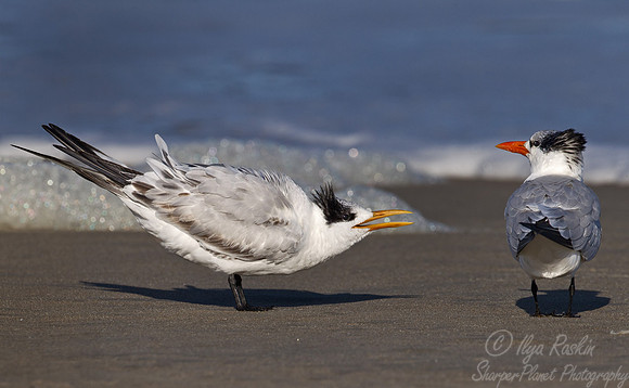 126 Royal Tern (Sterna maxima) - NC