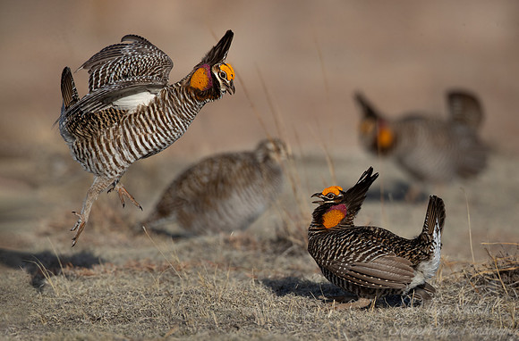 035 Greater prairie chickens (Tympanuchus cupido) - CO